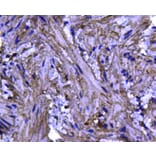 Anti-Caveolin-1 Antibody from Bioworld Technology (MB9028) - Antibodies.com