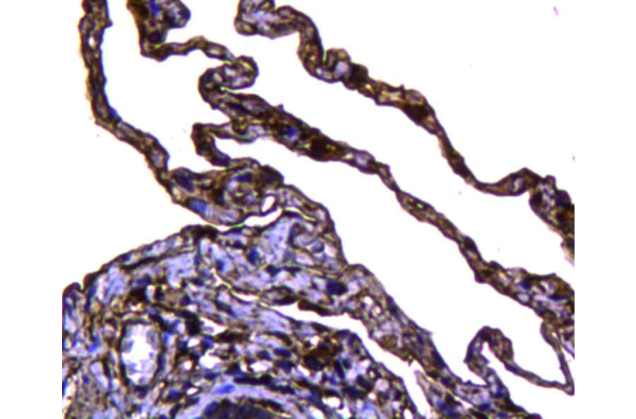 Anti-Caveolin-1 Antibody from Bioworld Technology (MB9028) - Antibodies.com