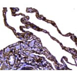 Anti-Caveolin-1 Antibody from Bioworld Technology (MB9028) - Antibodies.com