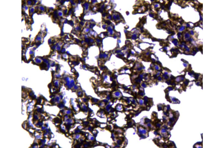 Anti-Caveolin-1 Antibody from Bioworld Technology (MB9028) - Antibodies.com