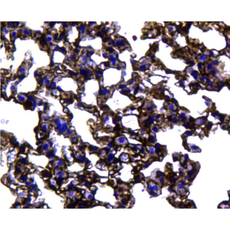 Anti-Caveolin-1 Antibody from Bioworld Technology (MB9028) - Antibodies.com