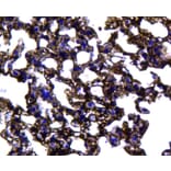 Anti-Caveolin-1 Antibody from Bioworld Technology (MB9028) - Antibodies.com