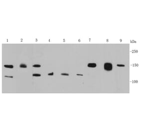 Anti-FGFR2/CD332 Antibody from Bioworld Technology (MB9029) - Antibodies.com