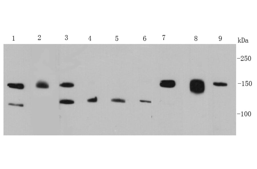 Anti-FGFR2/CD332 Antibody from Bioworld Technology (MB9029) - Antibodies.com