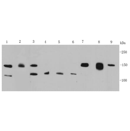 Anti-FGFR2/CD332 Antibody from Bioworld Technology (MB9029) - Antibodies.com