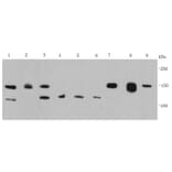 Anti-FGFR2/CD332 Antibody from Bioworld Technology (MB9029) - Antibodies.com