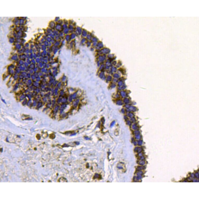Anti-FGFR2/CD332 Antibody from Bioworld Technology (MB9029) - Antibodies.com
