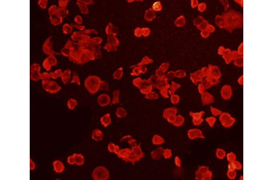 Anti-FGFR2/CD332 Antibody from Bioworld Technology (MB9029) - Antibodies.com