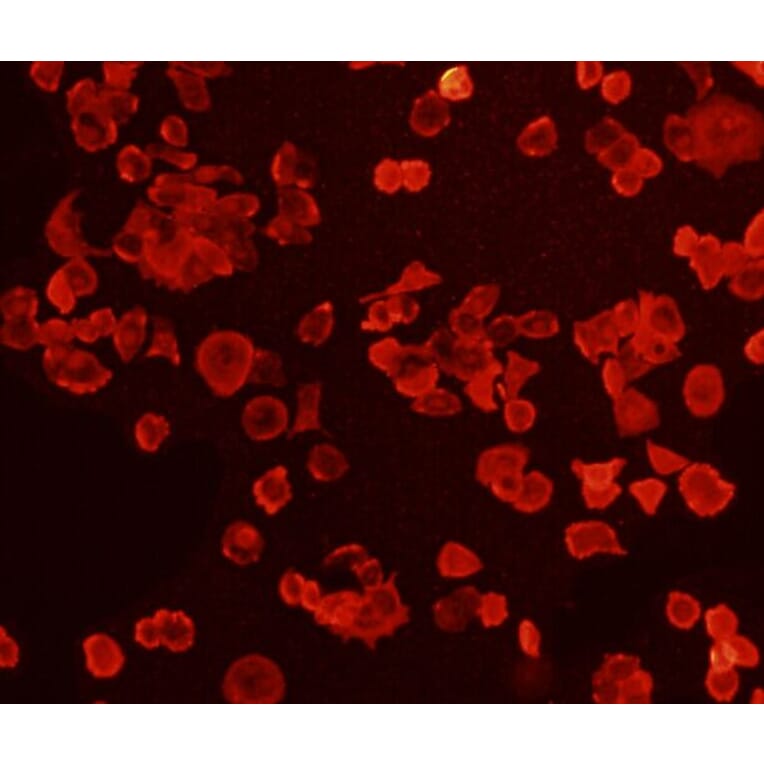 Anti-FGFR2/CD332 Antibody from Bioworld Technology (MB9029) - Antibodies.com