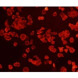 Anti-FGFR2/CD332 Antibody from Bioworld Technology (MB9029) - Antibodies.com
