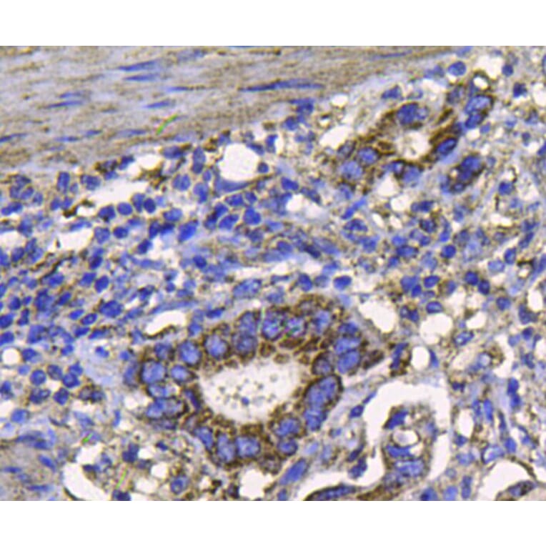 Anti-FGFR2/CD332 Antibody from Bioworld Technology (MB9029) - Antibodies.com
