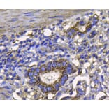 Anti-FGFR2/CD332 Antibody from Bioworld Technology (MB9029) - Antibodies.com
