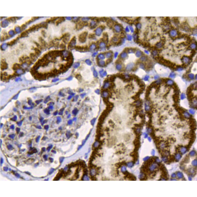 Anti-FGFR2/CD332 Antibody from Bioworld Technology (MB9029) - Antibodies.com