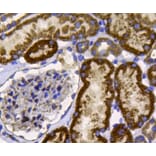 Anti-FGFR2/CD332 Antibody from Bioworld Technology (MB9029) - Antibodies.com