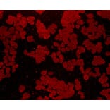 Anti-FGFR2/CD332 Antibody from Bioworld Technology (MB9029) - Antibodies.com