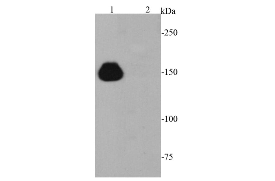 Anti-CRISPR-Cas9 Antibody from Bioworld Technology (MB9030) - Antibodies.com