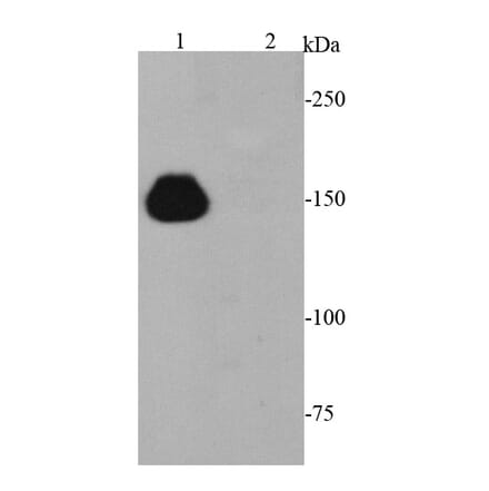 Anti-CRISPR-Cas9 Antibody from Bioworld Technology (MB9030) - Antibodies.com