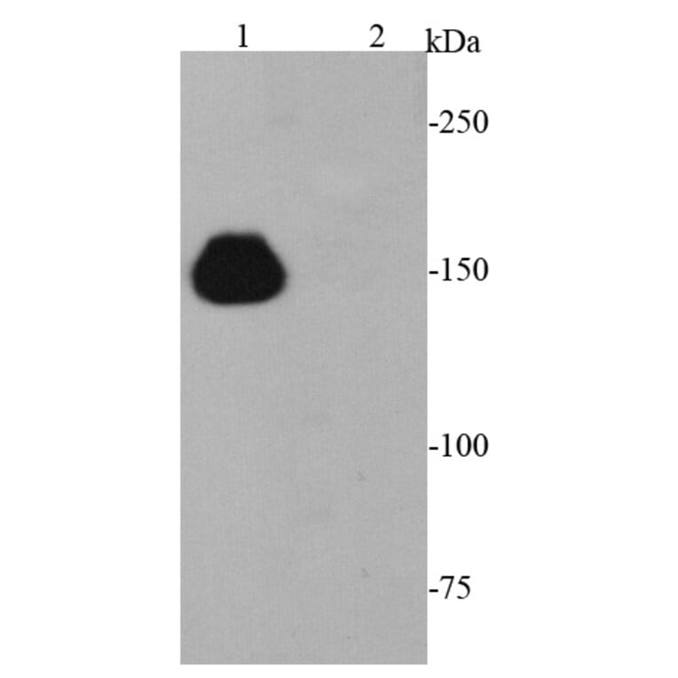Anti-CRISPR-Cas9 Antibody from Bioworld Technology (MB9030) - Antibodies.com