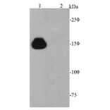 Anti-CRISPR-Cas9 Antibody from Bioworld Technology (MB9030) - Antibodies.com