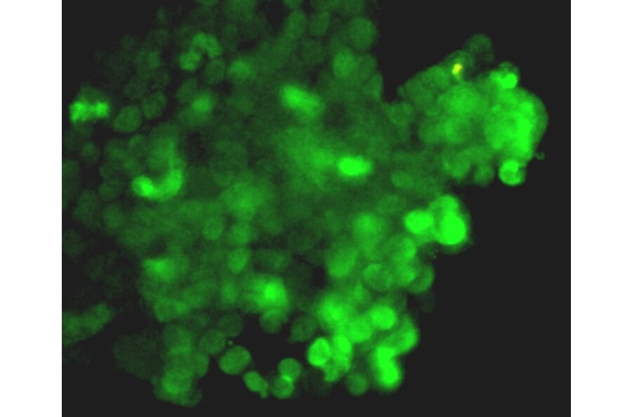Anti-CRISPR-Cas9 Antibody from Bioworld Technology (MB9030) - Antibodies.com