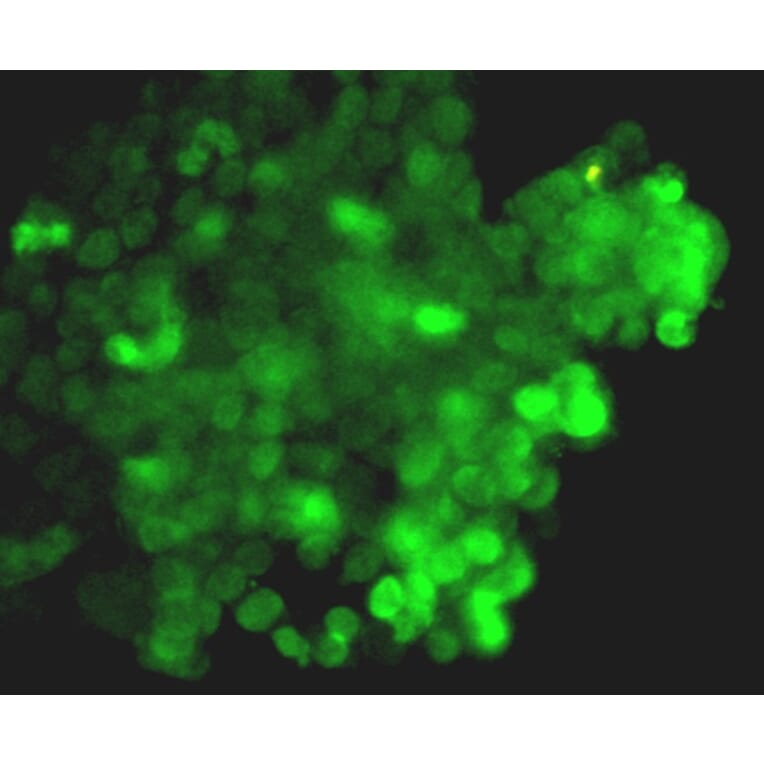 Anti-CRISPR-Cas9 Antibody from Bioworld Technology (MB9030) - Antibodies.com