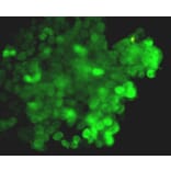 Anti-CRISPR-Cas9 Antibody from Bioworld Technology (MB9030) - Antibodies.com
