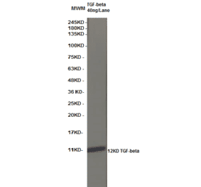 Western Blot - Anti-TGF beta Antibody (MO-C40009F) - Antibodies.com