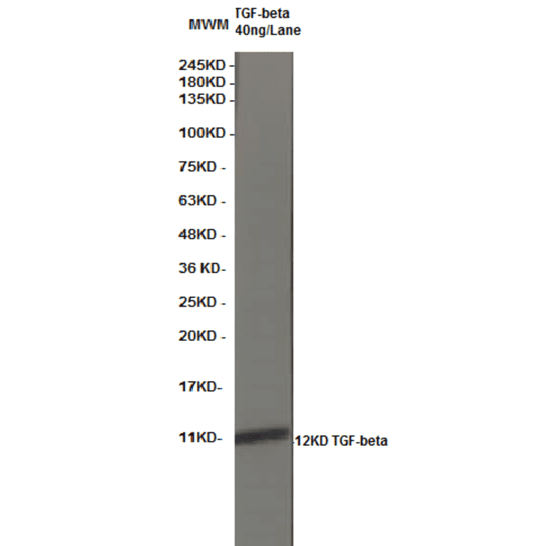 Western Blot - Anti-TGF beta Antibody (MO-C40009F) - Antibodies.com