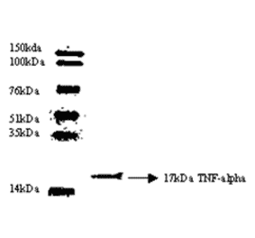 Western Blot - Anti-TNF alpha Antibody (MO-C40003F) - Antibodies.com