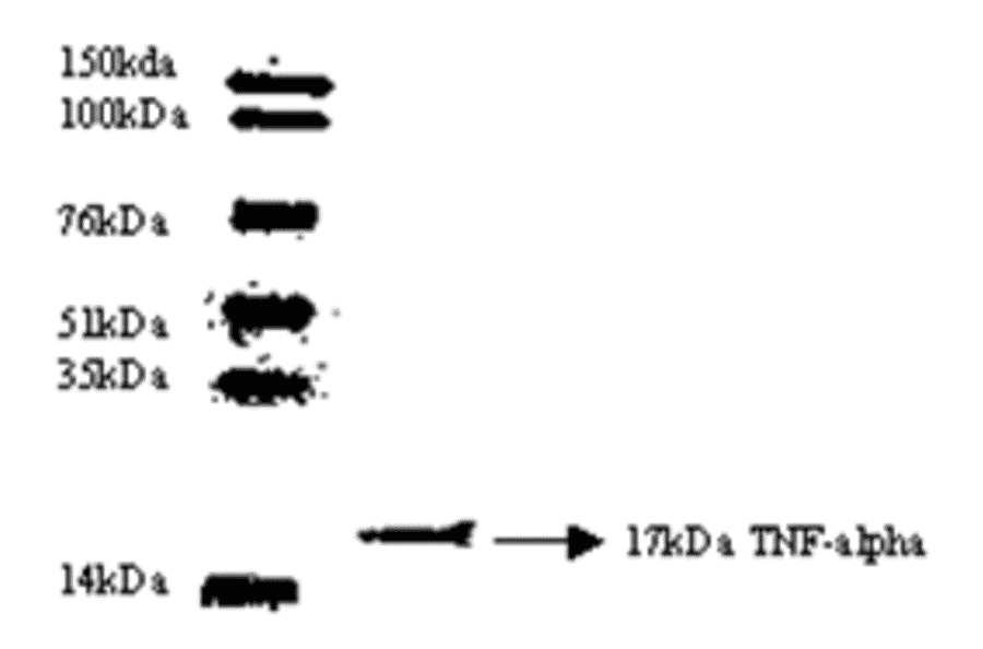 Anti-TNF alpha Antibody [C2A7] (A32616) | Antibodies.com