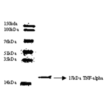 Western Blot - Anti-TNF alpha Antibody (MO-C40003F) - Antibodies.com