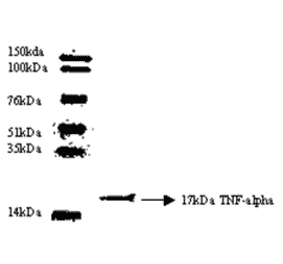 Western Blot - Anti-TNF alpha Antibody (MO-C40003G) - Antibodies.com