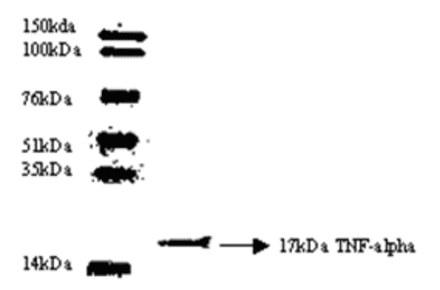 Western Blot - Anti-TNF alpha Antibody (MO-C40003G) - Antibodies.com