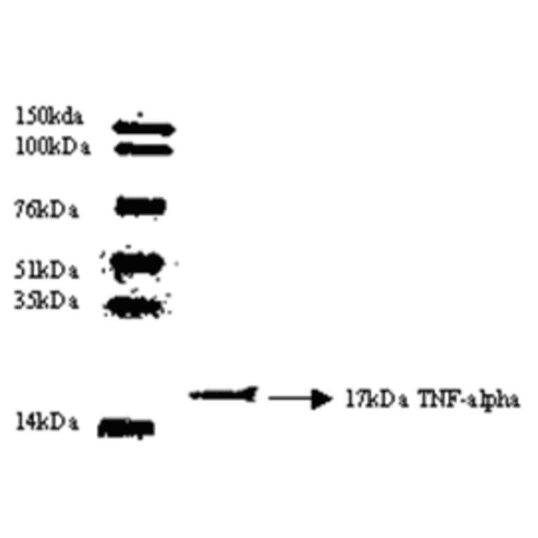 Western Blot - Anti-TNF alpha Antibody (MO-C40003G) - Antibodies.com