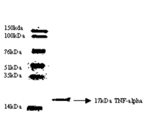 Western Blot - Anti-TNF alpha Antibody (MO-C40003H) - Antibodies.com
