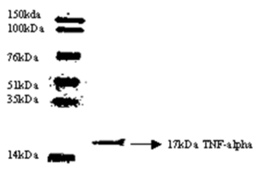 Western Blot - Anti-TNF alpha Antibody (MO-C40003H) - Antibodies.com