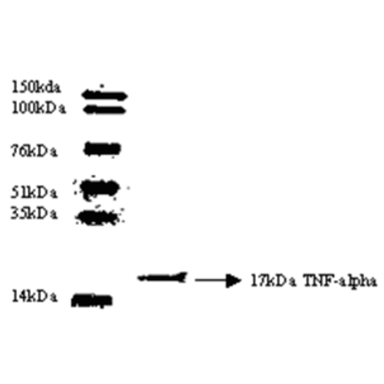 Western Blot - Anti-TNF alpha Antibody (MO-C40003H) - Antibodies.com