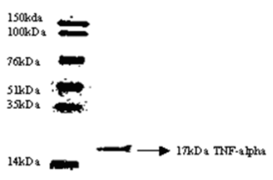 Western Blot - Anti-TNF alpha Antibody (MO-C40003E) - Antibodies.com