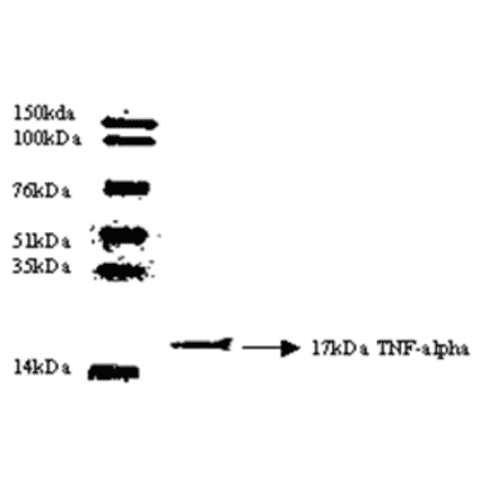 Western Blot - Anti-TNF alpha Antibody (MO-C40003E) - Antibodies.com