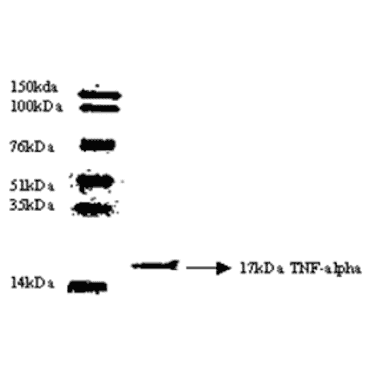 Western Blot - Anti-TNF alpha Antibody (MO-C40003E) - Antibodies.com
