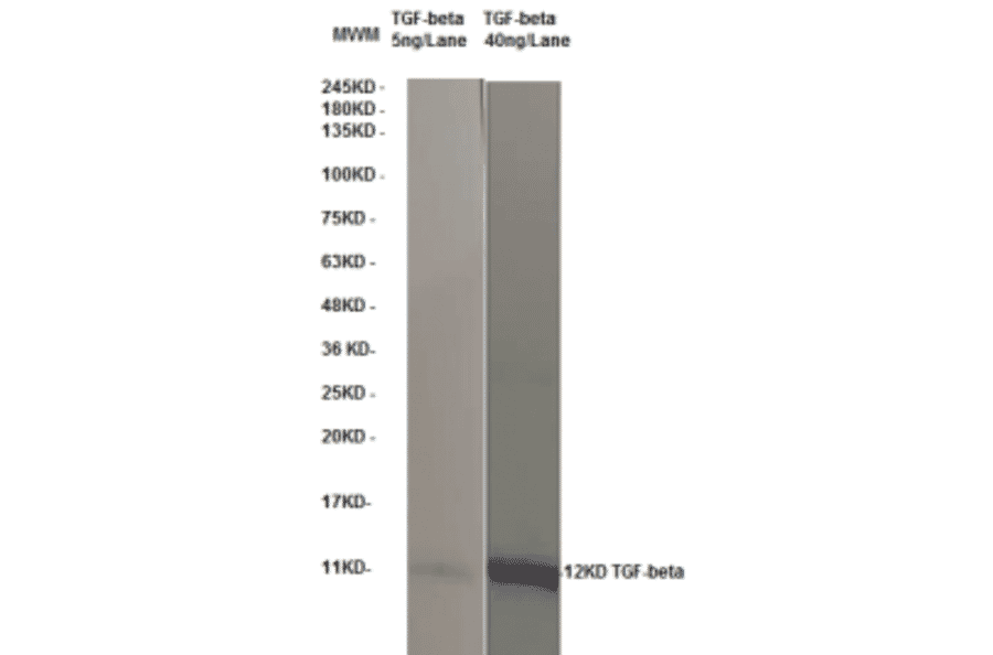 Western Blot - Anti-TGF beta Antibody (MO-C40009B) - Antibodies.com