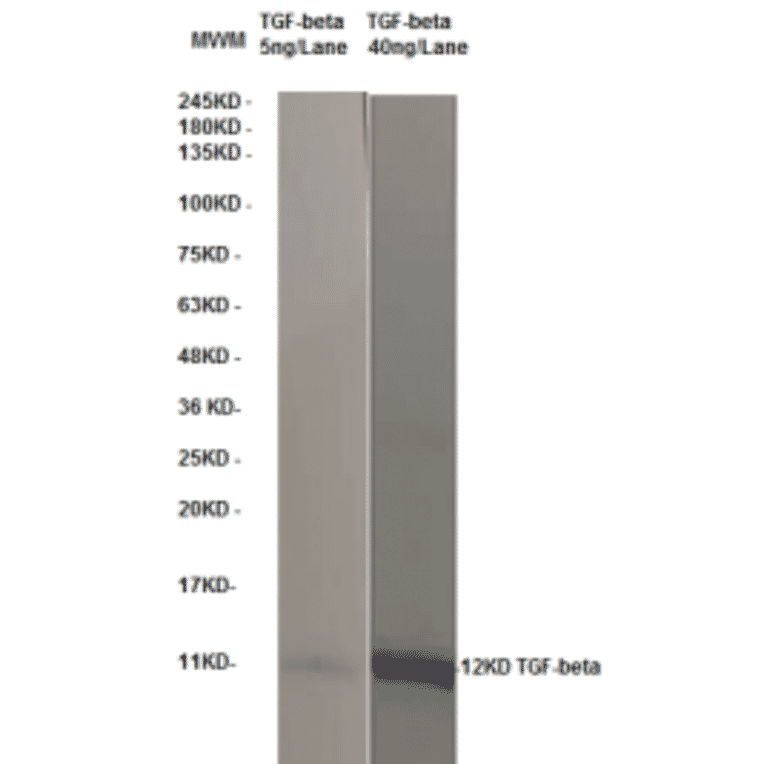 Western Blot - Anti-TGF beta Antibody (MO-C40009B) - Antibodies.com