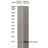 Western Blot - Anti-TGF beta Antibody (MO-C40009B) - Antibodies.com