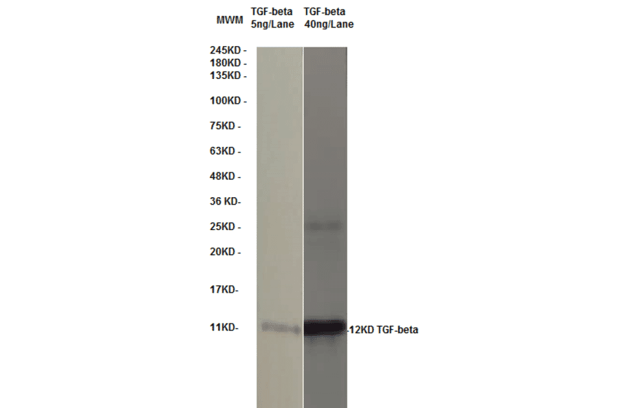 Western Blot - Anti-TGF beta Antibody (MO-C40009E) - Antibodies.com