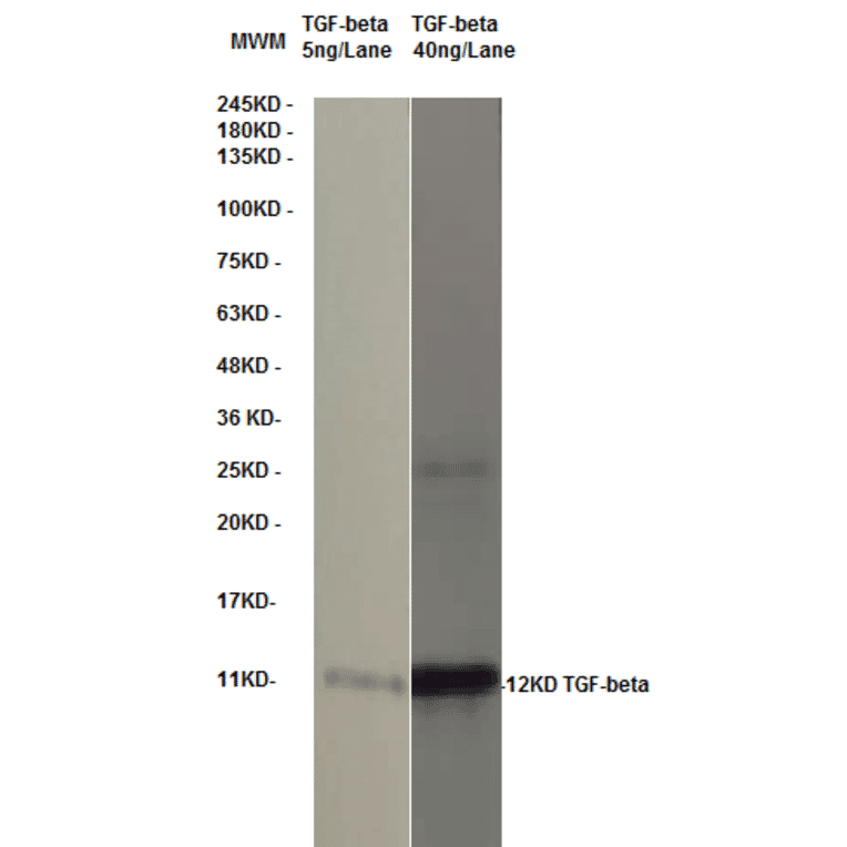 Western Blot - Anti-TGF beta Antibody (MO-C40009E) - Antibodies.com