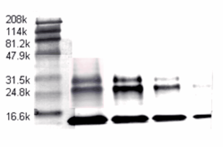 Western Blot - Anti-TGF beta Antibody (MO-C40009A) - Antibodies.com