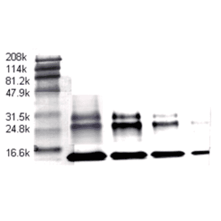 Western Blot - Anti-TGF beta Antibody (MO-C40009A) - Antibodies.com