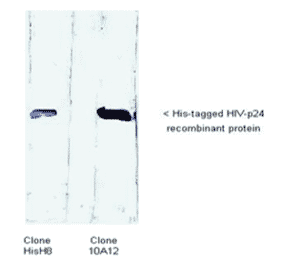 Western Blot - Anti-His Tag Antibody (MO-H40005B) - Antibodies.com