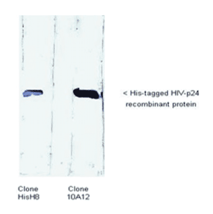 Western Blot - Anti-His Tag Antibody (MO-H40005B) - Antibodies.com