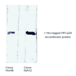 Western Blot - Anti-His Tag Antibody (MO-H40005B) - Antibodies.com